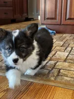 Fluffy Duke , a male Cardigan Welsh Corgi and Pembroke Welsh Corgi for sale in Decatur, IL – Photo 2 of 8