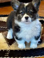 Fluffy Duke , a male Cardigan Welsh Corgi and Pembroke Welsh Corgi for sale in Decatur, IL – Photo 1 of 8
