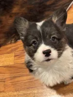 Fluffy Duke , a male Cardigan Welsh Corgi and Pembroke Welsh Corgi for sale in Decatur, IL – Photo 6 of 8