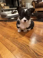 Fluffy Duke , a male Cardigan Welsh Corgi and Pembroke Welsh Corgi for sale in Decatur, IL – Photo 7 of 8