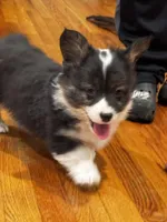 Fluffy Duke , a male Cardigan Welsh Corgi and Pembroke Welsh Corgi for sale in Decatur, IL – Photo 4 of 8