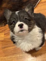 Fluffy Duke , a male Cardigan Welsh Corgi and Pembroke Welsh Corgi for sale in Decatur, IL – Photo 8 of 8