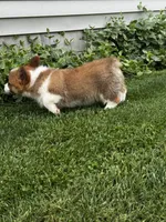 Prime, a male Pembroke Welsh Corgi for sale in Decatur, IL – 3 of 5