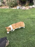 Phoebe, a female Pembroke Welsh Corgi for sale in Decatur, IL – 6 of 6