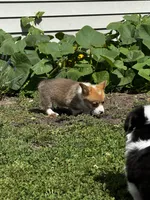 Teddy, a male Pembroke Welsh Corgi for sale in Decatur, IL – 4 of 5