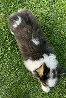 Scout fluffy, a male Pembroke Welsh Corgi for sale in Decatur, IL – 2 of 6