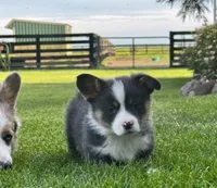 Chester, a male Pembroke Welsh Corgi for sale in Decatur, IL – 3 of 6