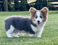 Bear, a male Pembroke Welsh Corgi for sale in Decatur, IL – Photo 1 of 10