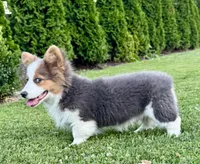 Bear, a male Pembroke Welsh Corgi for sale in Decatur, IL – Photo 8 of 10