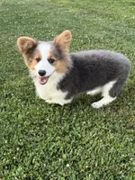 Bear, a male Pembroke Welsh Corgi for sale in Decatur, IL – Photo 10 of 10