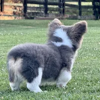 Bear, a male Pembroke Welsh Corgi for sale in Decatur, IL – Photo 7 of 10