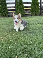 Bear, a male Pembroke Welsh Corgi for sale in Decatur, IL – Photo 9 of 10