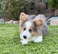 Bear, a male Pembroke Welsh Corgi for sale in Decatur, IL – Photo 5 of 10