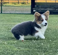Bear, a male Pembroke Welsh Corgi for sale in Decatur, IL – Photo 3 of 10
