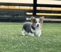 Bear, a male Pembroke Welsh Corgi for sale in Decatur, IL – Photo 2 of 10