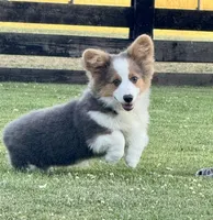Bear, a male Pembroke Welsh Corgi for sale in Decatur, IL – Photo 6 of 10