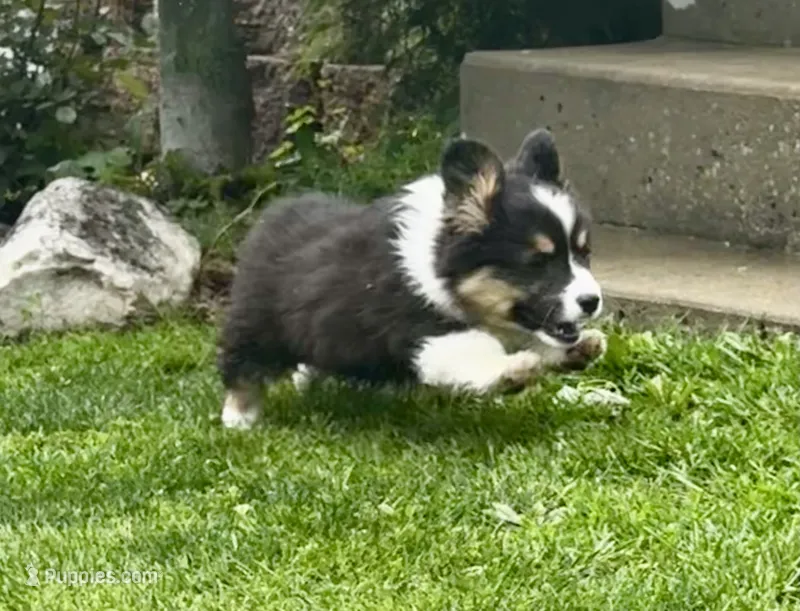 Max fluffy  – Pembroke Welsh Corgi puppy for sale in Decatur, IL