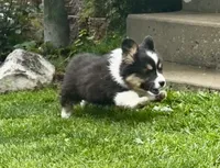 Max fluffy , a female Pembroke Welsh Corgi for sale in Decatur, IL – 1 of 4