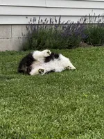 Lulu fluffy , a female Pembroke Welsh Corgi for sale in Decatur, IL – 4 of 5