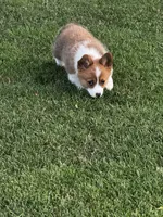Prime, a male Pembroke Welsh Corgi for sale in Decatur, IL – 5 of 5