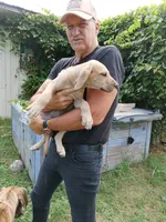 Fawn Girl, a female Great Dane for sale in Garfield, AR – 2 of 3