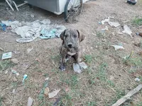 Brindle Boy 2, a male Great Dane for sale in Garfield, AR – 4 of 5