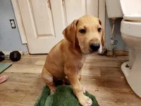 Fawn Male, a male Great Dane for sale in Garfield, AR – 2 of 5