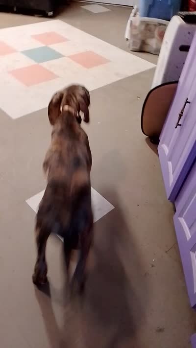 Brindle Girl Peach Collar, a female Great Dane for sale in Garfield, AR – 10 of 10