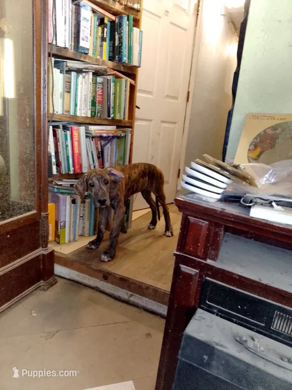 Bridle Boy Orange Collar – Great Dane puppy for sale in Garfield, AR
