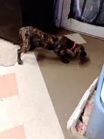Brindle Girl Pink Collar, a female Great Dane for sale in Garfield, AR – 4 of 8