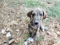 Brindle Girl 3, a female Great Dane for sale in Garfield, AR – 3 of 5