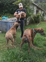 Brindle Boy 2, a male Great Dane for sale in Garfield, AR – 5 of 5