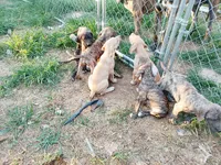 Bridle Boy 4, a male Great Dane for sale in Garfield, AR – 5 of 7