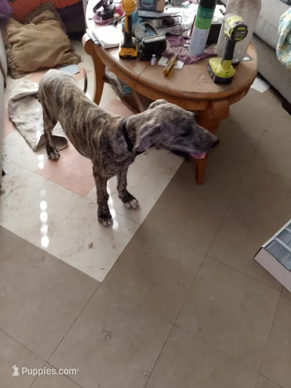 Brindle Black Collar Girl – Great Dane puppy for sale in Garfield, AR