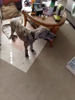 Brindle Black Collar Girl, a female Great Dane for sale in Garfield, AR – 1 of 9