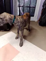 Brindle Boy Teal Collar, a male Great Dane for sale in Garfield, AR – 4 of 7