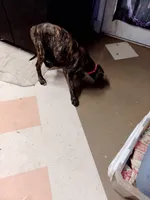 Brindle Girl Pink Collar, a female Great Dane for sale in Garfield, AR – 2 of 8