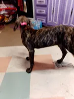 Brindle Girl Pink Collar, a female Great Dane for sale in Garfield, AR – 5 of 8