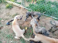 Bridle Boy 4, a male Great Dane for sale in Garfield, AR – 3 of 7