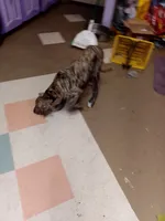 Brindle Black Collar Girl, a female Great Dane for sale in Garfield, AR – 3 of 9