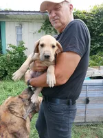 Fawn Girl, a female Great Dane for sale in Garfield, AR – 1 of 3