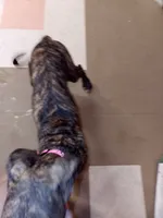 Brindle Girl Pink Collar, a female Great Dane for sale in Garfield, AR – 3 of 8