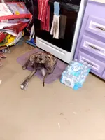 Brindle Girl Peach Collar, a female Great Dane for sale in Garfield, AR – 3 of 10