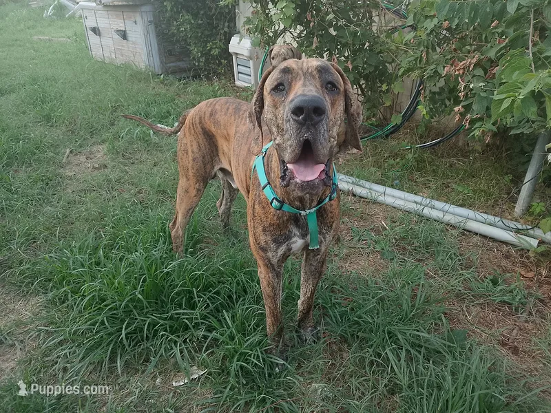 Brindle Girl 1 – Great Dane puppy for sale in Garfield, AR
