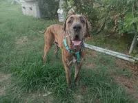 Brindle Girl 1, a female Great Dane for sale in Garfield, AR – 1 of 4