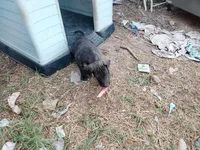 Brindle Boy 1, a male Great Dane for sale in Garfield, AR – 3 of 5