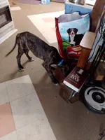 Brindle Boy Blue Collar , a male Great Dane for sale in Garfield, AR – 3 of 6