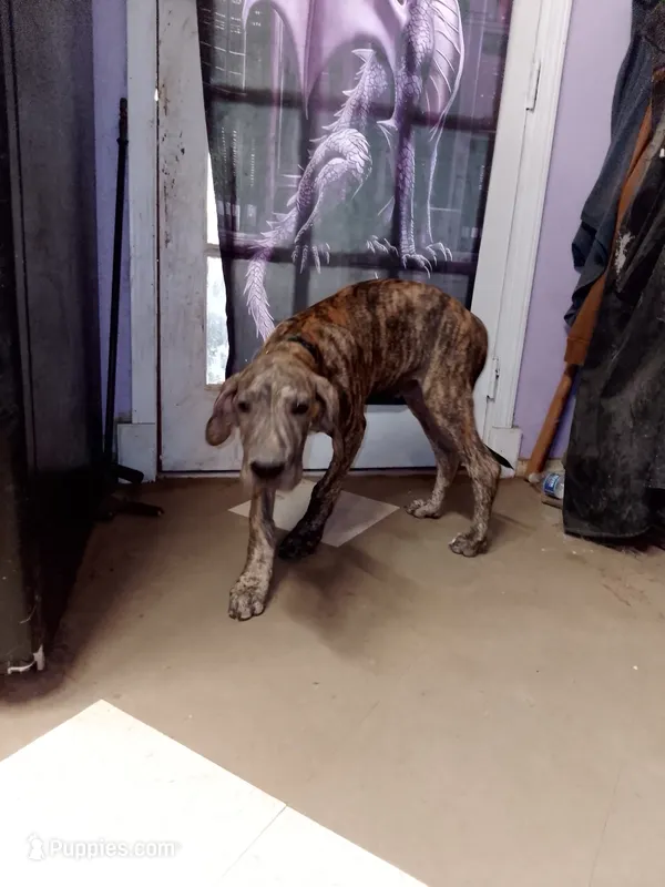 Brindle Boy Teal Collar – Great Dane puppy for sale in Garfield, AR