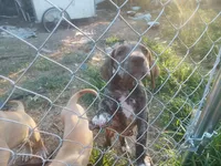 Brindle Boy 1, a male Great Dane for sale in Garfield, AR – 2 of 5