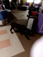Brindle Boy Blue Collar , a male Great Dane for sale in Garfield, AR – 2 of 6